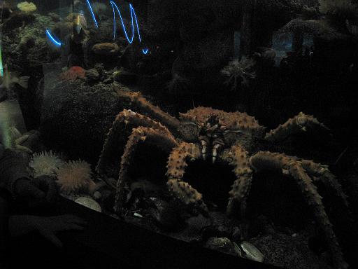 2008-04-11.new_england_aquarium.11.king_crab.boston.ma.us 