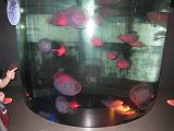 2008-04-11.new_england_aquarium.01.jelly_fish.boston.ma.us.jpg