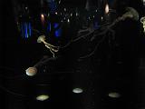 2008-04-11.new_england_aquarium.04.jelly_fish.boston.ma.us.jpg