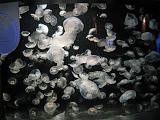 2008-04-11.new_england_aquarium.05.jelly_fish.boston.ma.us.jpg