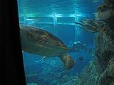 2008-04-11.new_england_aquarium.16.boston.ma.us.jpg