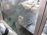 2008-04-11.new_england_aquarium.24.harbor_seals.boston.ma.us.jpg