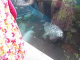 2008-04-11.new_england_aquarium.27.harbor_seals.boston.ma.us.jpg
