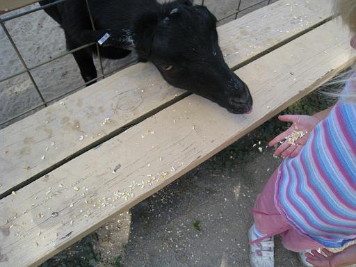 2008-08-20.calder_dairy.29.seren-snyder.carleton.mi.us 