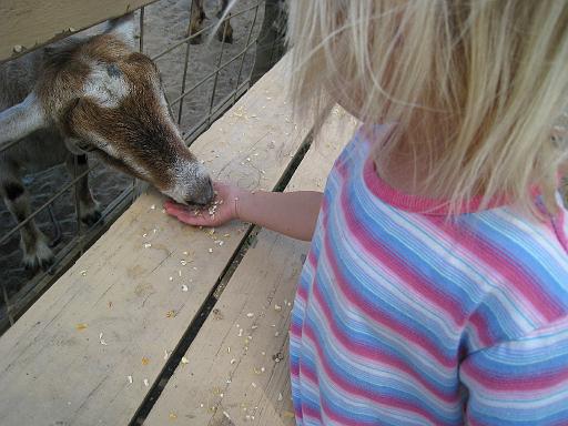 2008-08-20.calder_dairy.31.seren-snyder.carleton.mi.us 