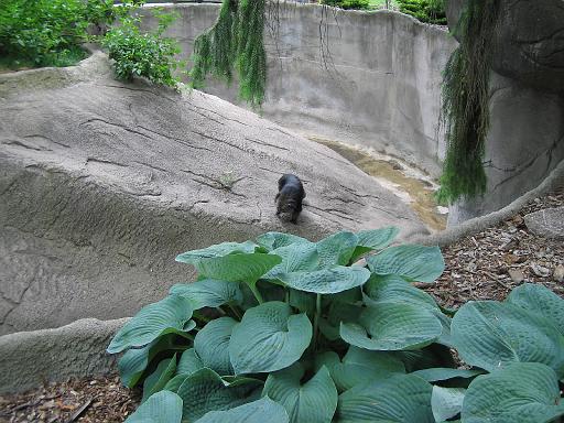 2006-06-02.bear_cat.3.detroit_zoo.mi.us 