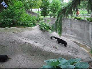 2006-06-02.bear_cat.video.320x240-6.4meg.detroit_zoo.mi.us 