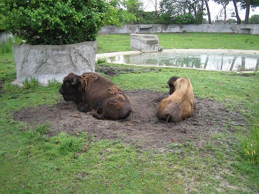 2006-06-02.bison.1.detroit_zoo.mi.us 