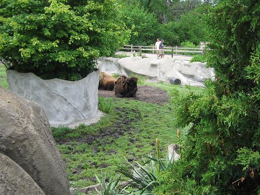 2006-06-02.bison.2.detroit_zoo.mi.us 