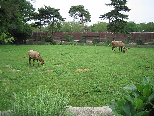 2006-06-02.elk.1.detroit_zoo.mi.us 