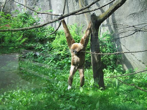 2006-06-02.monkey.macaque.1.detroit_zoo.mi.us 