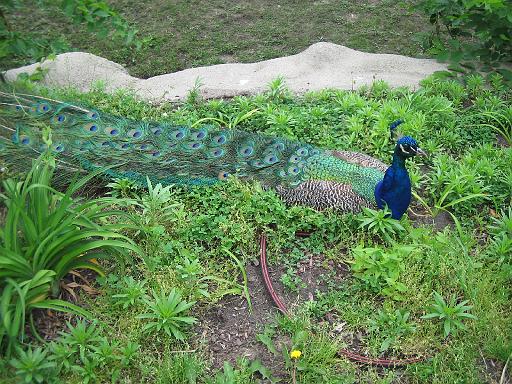2006-06-02.peacock.2.detroit_zoo.mi.us 