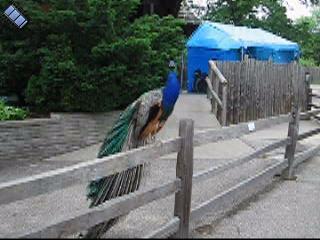 2006-06-02.peacock.fence.video.320x240-4.6meg.detroit_zoo.mi.us 