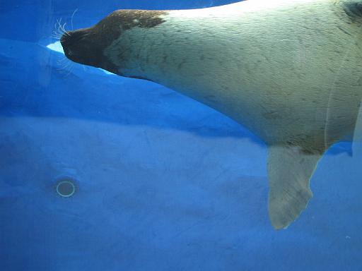 2006-06-02.seal.tunnel.1.detroit_zoo.mi.us 