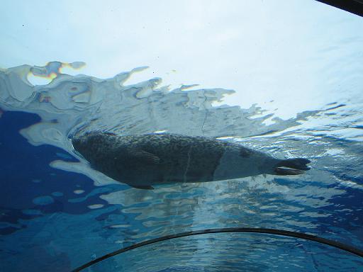 2006-06-02.seal.tunnel.3.detroit_zoo.mi.us 