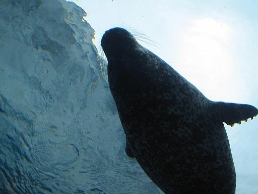 2006-06-02.seal.tunnel.4.detroit_zoo.mi.us 