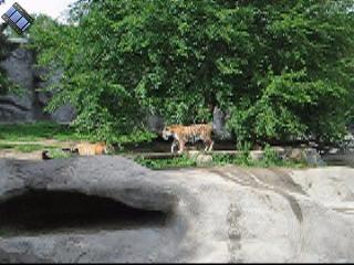 2006-06-02.tiger.video.320x240-8.5meg.detroit_zoo.mi.us 