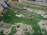 2006-06-02.prairie_dog.video.320x240-7.2meg.detroit_zoo.mi.us.avi