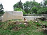 2006-06-02.prairie_dog_imposters.5.detroit_zoo.mi.us.jpg