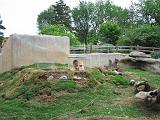 2006-06-02.prairie_dog_imposters.6.detroit_zoo.mi.us.jpg