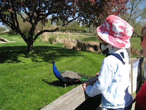 2008-05-09.portrait.006.seren-snyder.detroit_zoo.mi.us 