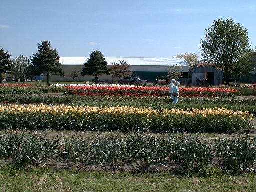 1999-05-00.bulb_gardens.2.holland.mi.us 