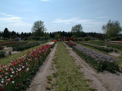 1999-05-00.bulb_gardens.3.holland.mi.us 