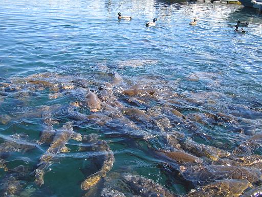 2007-03-16.marina.02.las_vegas.nv.us 