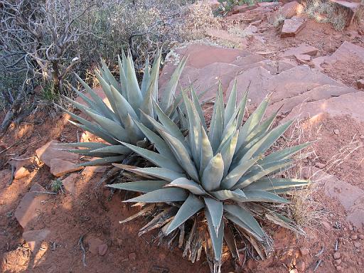 2007-11-20.devils_bridge_trail.pink_jeep.29.sedona.az.us 