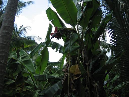 2004-07-05.mekong_delta.canal_medium.bananas.fav.my_tho.vn 