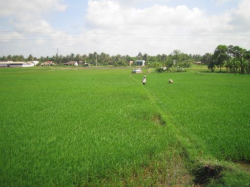 2004-07-05.mekong_delta.rice_paddy.women.1.fav.my_tho.vn 