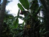 2004-07-05.mekong_delta.canal_medium.bananas.fav.my_tho.vn.jpg
