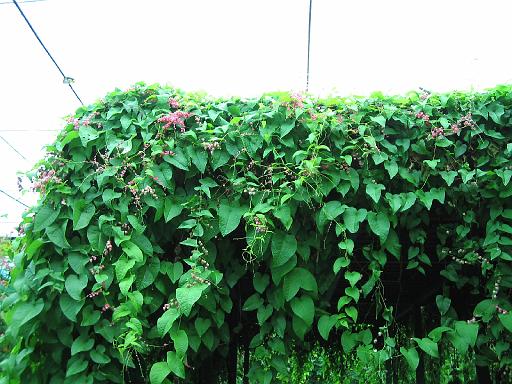 2004-07-11.saithip_butterfly_gardens.1.chon_buri.th 