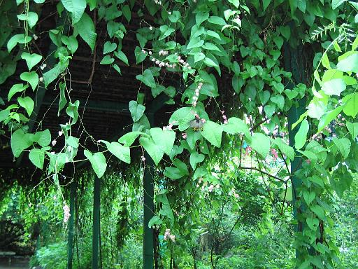 2004-07-11.saithip_butterfly_gardens.2.chon_buri.th 