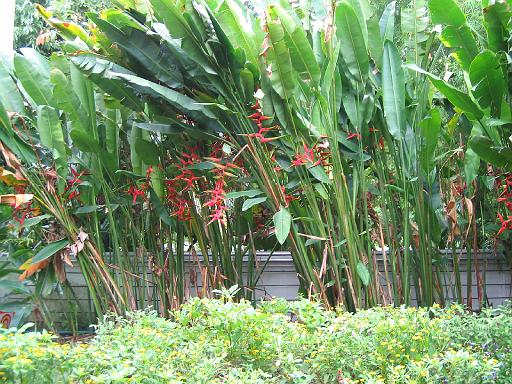 2004-07-11.saithip_butterfly_gardens.flowers.1.chon_buri.th 