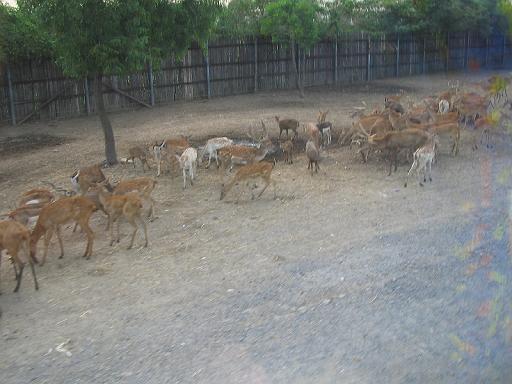 2004-07-09.safari_world.herbivores.1.bangkok.th 