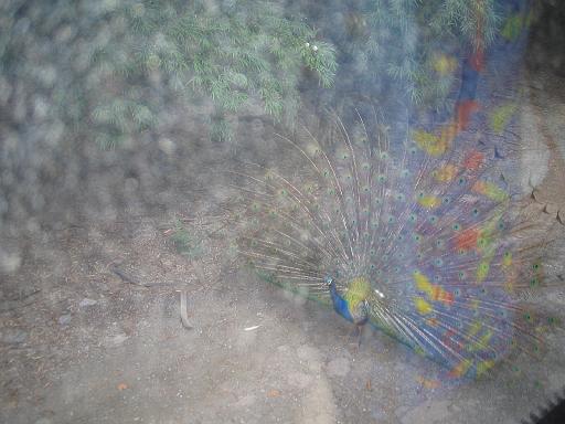2004-07-09.safari_world.peacock.1.bangkok.th 