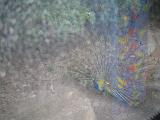 2004-07-09.safari_world.peacock.1.bangkok.th.jpg