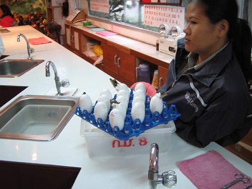 2004-07-11.sriracha_tiger_zoo.baby_crocs.1.fav.chon_buri.th 