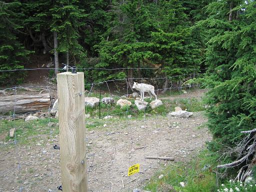 2004-07-14.grouse_mtn.wolves.3.vancouver.ca 